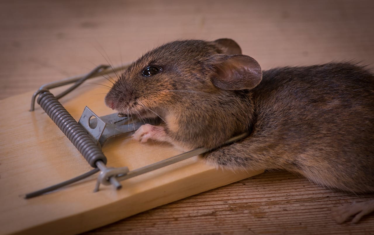 mouse trap
