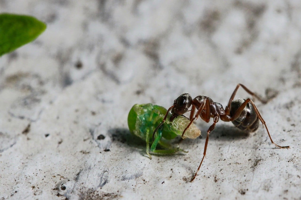 crawlies insect bite