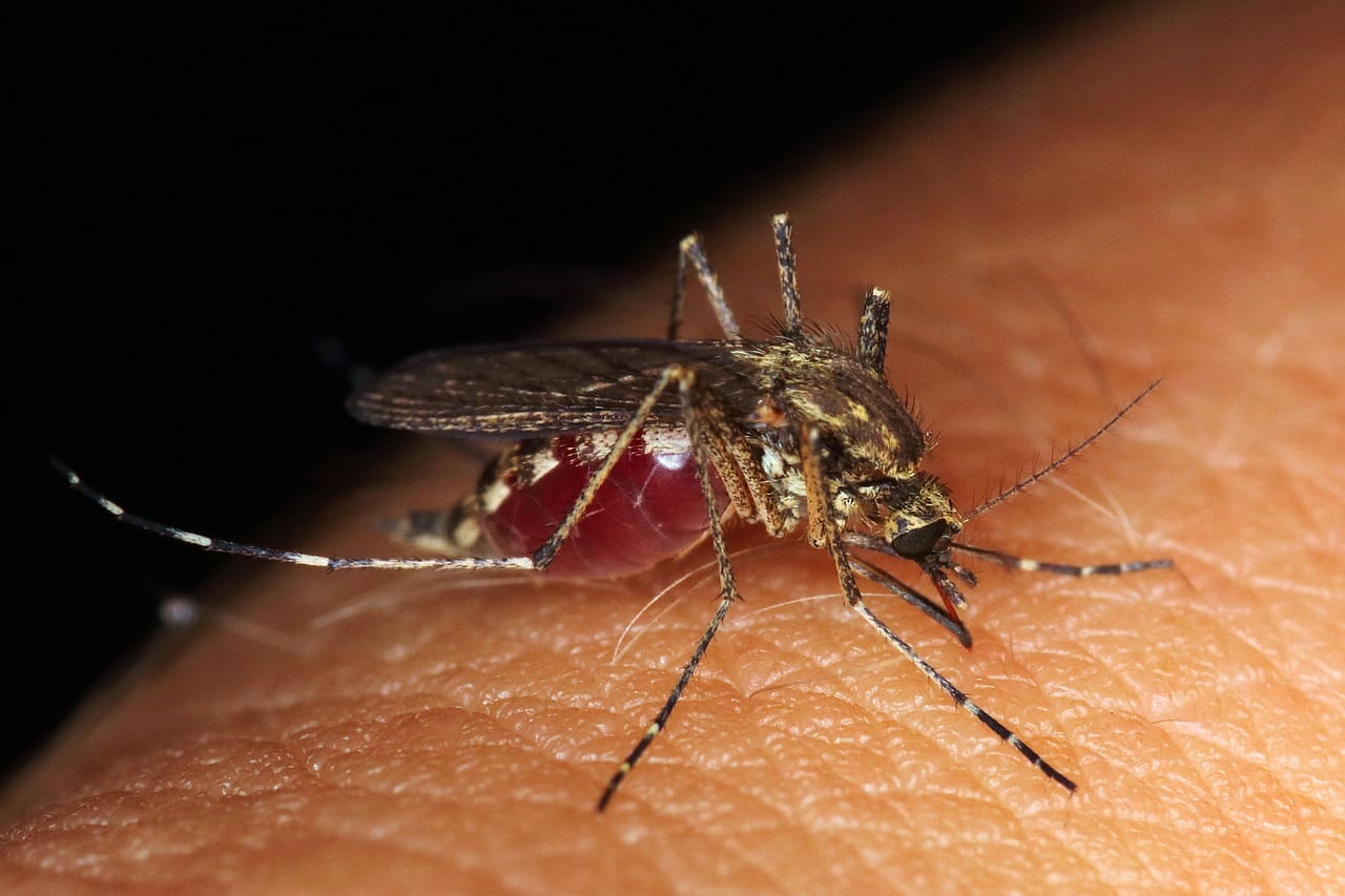 dengue malaria mosquito bite