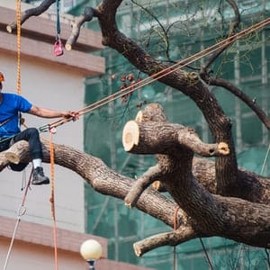  a Tree Service Company